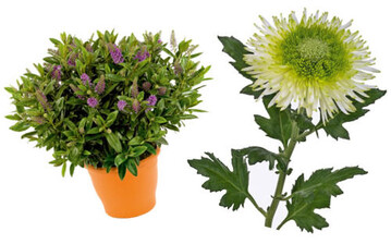 Hebe Hebedonna Emma (links) und die Chrysantheme
Geplozen kas Sombrella sind attraktive Artikel.