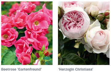 Getauft und auf dem Markt: Leuchtende und duftende neue Rosensorten