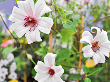 Clematis Zoprika (Gold)