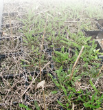 Frostschaden bei Achillea
millefolium ‘Paprika’