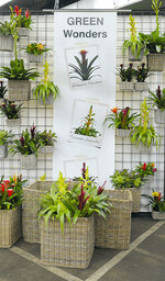 Green Wonders heißt ein
Unterthema von „Natural
Green“ bei Waterdrinker