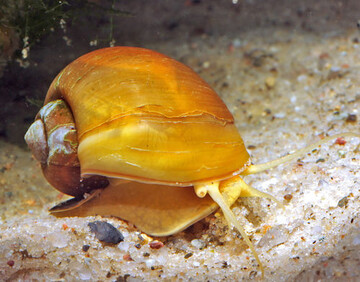 Die Apfelschnecke gilt als
gefhrlich invasive Art.