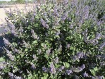 Vitex „David Searle“ (Chicagoland Blues) blüht im August und September mit großen, langen blauen Blüten, die steril sind. Die Blätter sind rund und besitzen eine graugrüne Farbe. Die Pflanze hat einen aufrechten Wuchs und ist sehr winterhart und trockenheitstolerant. Kolster b.v. aus Boskoop hat die Pflanze zur Prämierung eingereicht. Van den Dool Botanic aus Boskoop bringt sie auf den Markt. Kris Jarantoski aus Glencoe (Illinois, USA) hat sie gezüchtet, und das Management übernimmt Plants Nouveau aus Mobile (Alabama, USA). CHICAGOLAND BLUES ist sortenschutzrechtlich geschützt.
