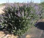 Vitex „Helen Froehlich“ (Summertime Blues) hat eine perfekt runde Wuchsform und außergewöhnlich große, blaue Blüten, die steril sind. Die Blätter sind schlank und von graugrüner Farbe. Die Pflanze ist sehr trockenheitstolerant. Kolster b.v. aus Boskoop hat die Pflanze zur Prämierung eingereicht. Van den Dool Botanic aus Boskoop bringt sie auf den Markt. Kris Jarantoski aus Glencoe (Illinois, USA) hat sie gezüchtet, und das Management übernimmt Plants Nouveau aus Mobile (Alabama, USA). SUMMERTIME BLUES ist sortenschutzrechtlich geschützt.