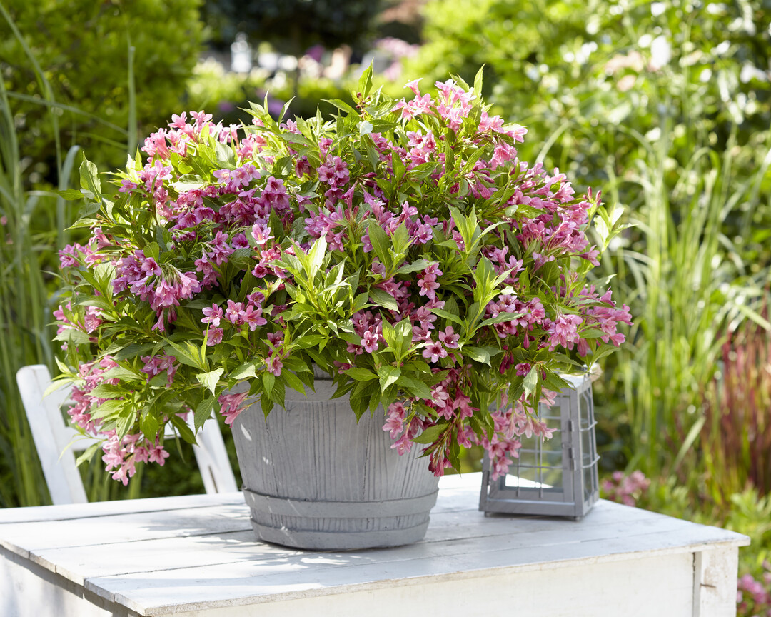 Silber fr Weigela florida "Picobella (R) Rosa". Sie kann sowohl im Topf als im Freiland stehen.