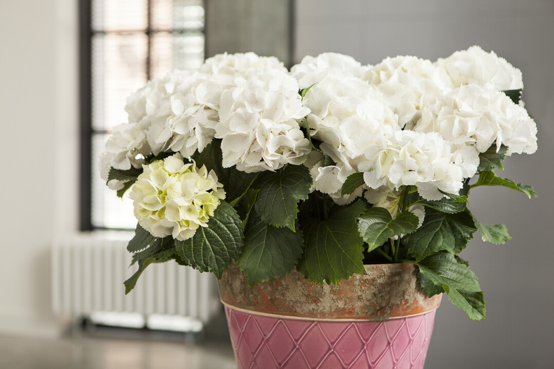 Die Zimmerhortensie hebt das Interieur auf ein neues Level / Weiße Zimmerhortensie im Tontopf mit pastellfarbenen Akzent als ideales Pendant für den modernen Einrichtungsstil