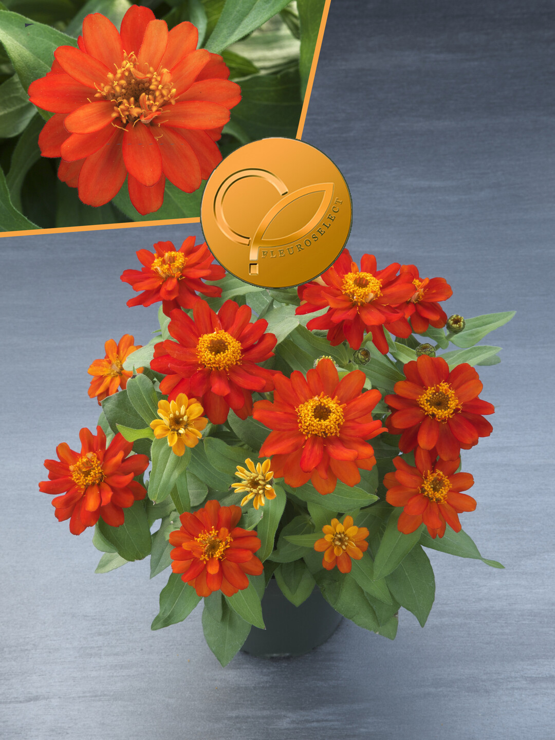   Zinnia hybrida
"Belize Double Scarlet"
