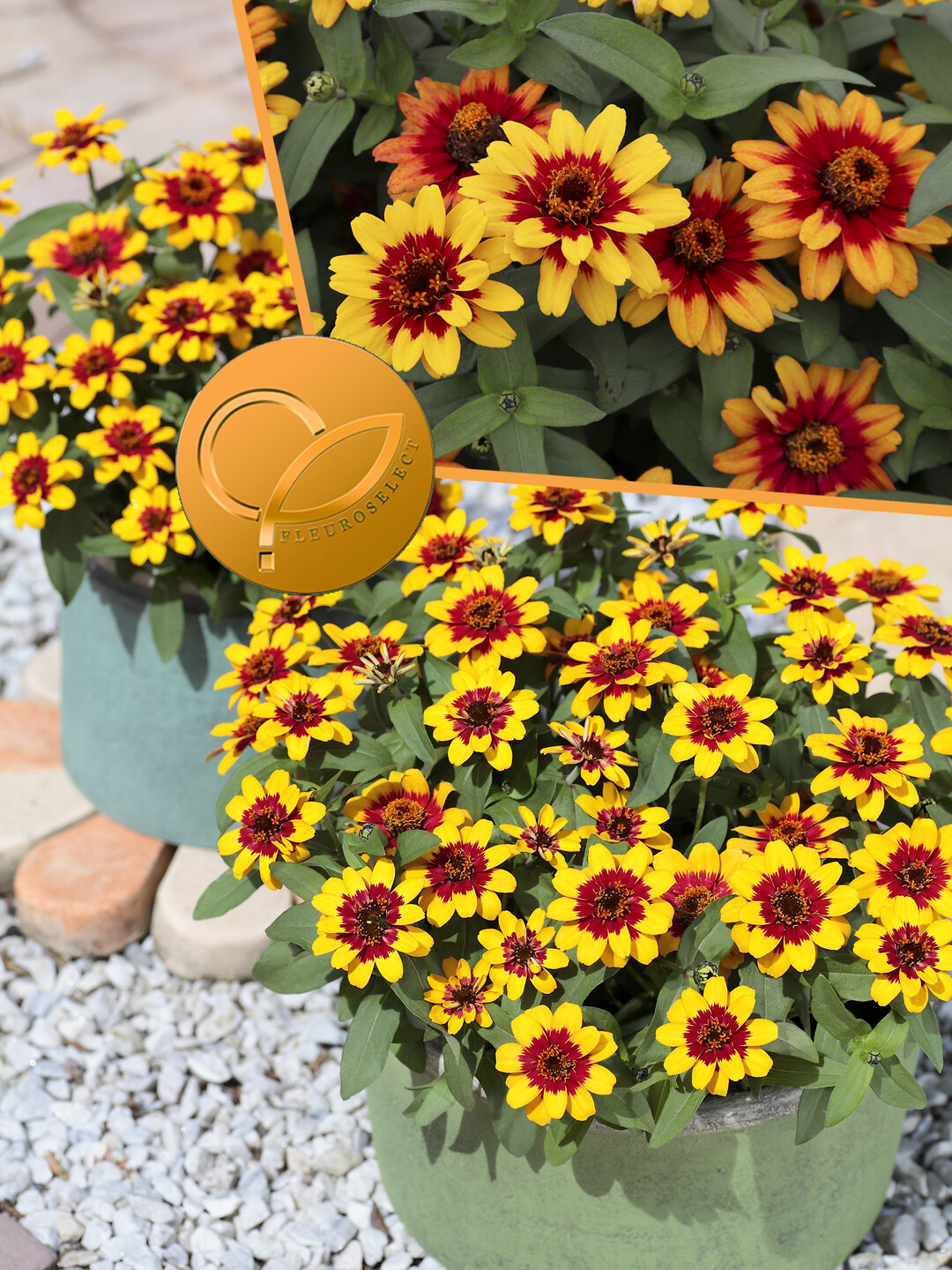   Zinnia x hybrida
"Profusion Red Yellow Bicolor"
