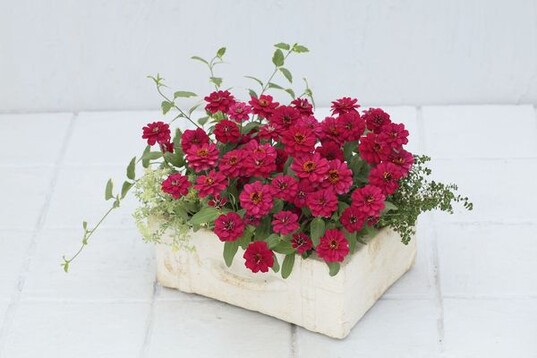 Zinnia marylandica Zahara Sunburst von PanAmerican Seed